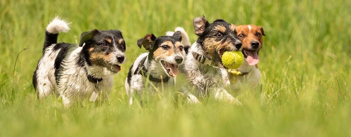 Joieem Pet Products